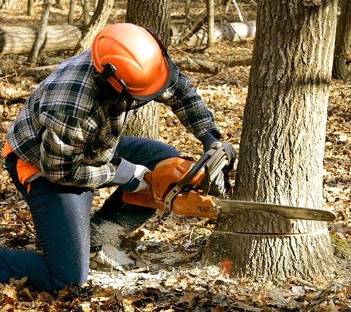 Tree Removal in Cardinal, VA